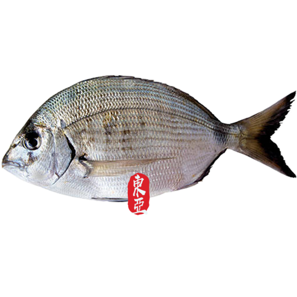SARGO 白鲷鱼